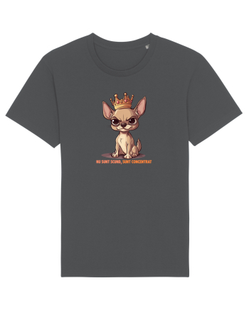NU SUNT SCUND, SUNT CONCENTRAT - CHIHUAHUA 1 Anthracite
