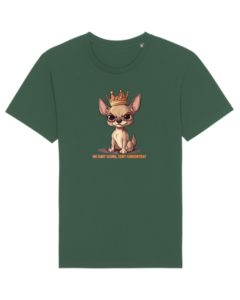 NU SUNT SCUND, SUNT CONCENTRAT - CHIHUAHUA 1 Bottle Green
