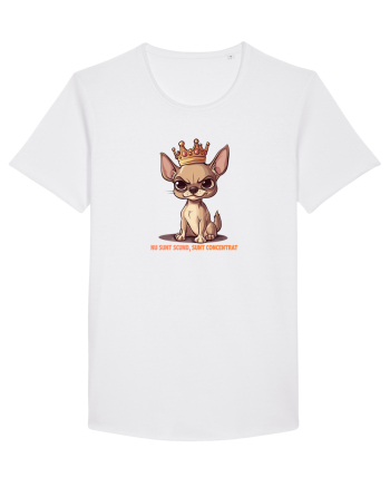 NU SUNT SCUND, SUNT CONCENTRAT - CHIHUAHUA 1 White