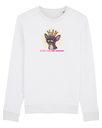 NU SUNT SCUND, SUNT CONCENTRAT - CHIHUAHUA 2 White