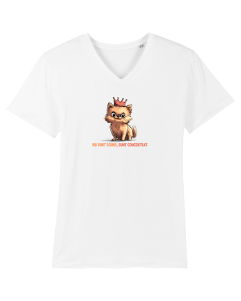 NU SUNT SCUND, SUNT CONCENTRAT - POMERANIAN White