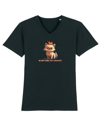 NU SUNT SCUND, SUNT CONCENTRAT - POMERANIAN Black