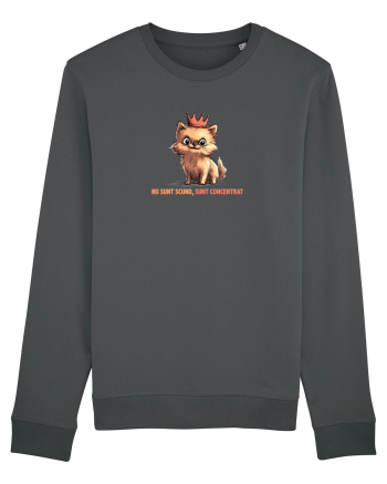 NU SUNT SCUND, SUNT CONCENTRAT - POMERANIAN Anthracite