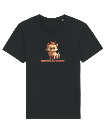 NU SUNT SCUND, SUNT CONCENTRAT - POMERANIAN Black