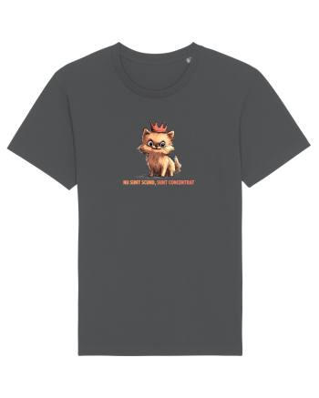 NU SUNT SCUND, SUNT CONCENTRAT - POMERANIAN Anthracite