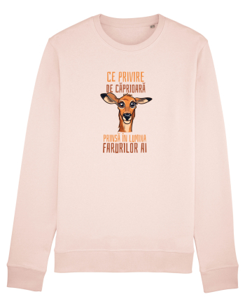 CE PRIVIRE DE CAPRIOARA PRINSA IN LUMINA FARURILOR AI! 1 Candy Pink