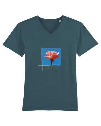Pure Rose  Stargazer