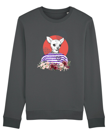 COOL Chihuahua Anthracite